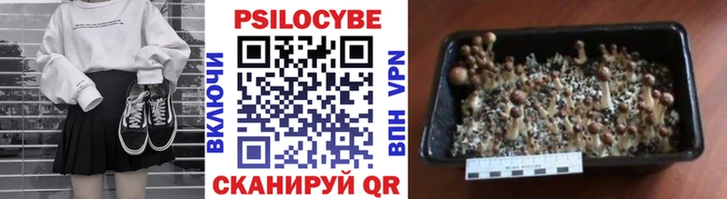 Псилоцибиновые грибы Psilocybine cubensis  Нягань 